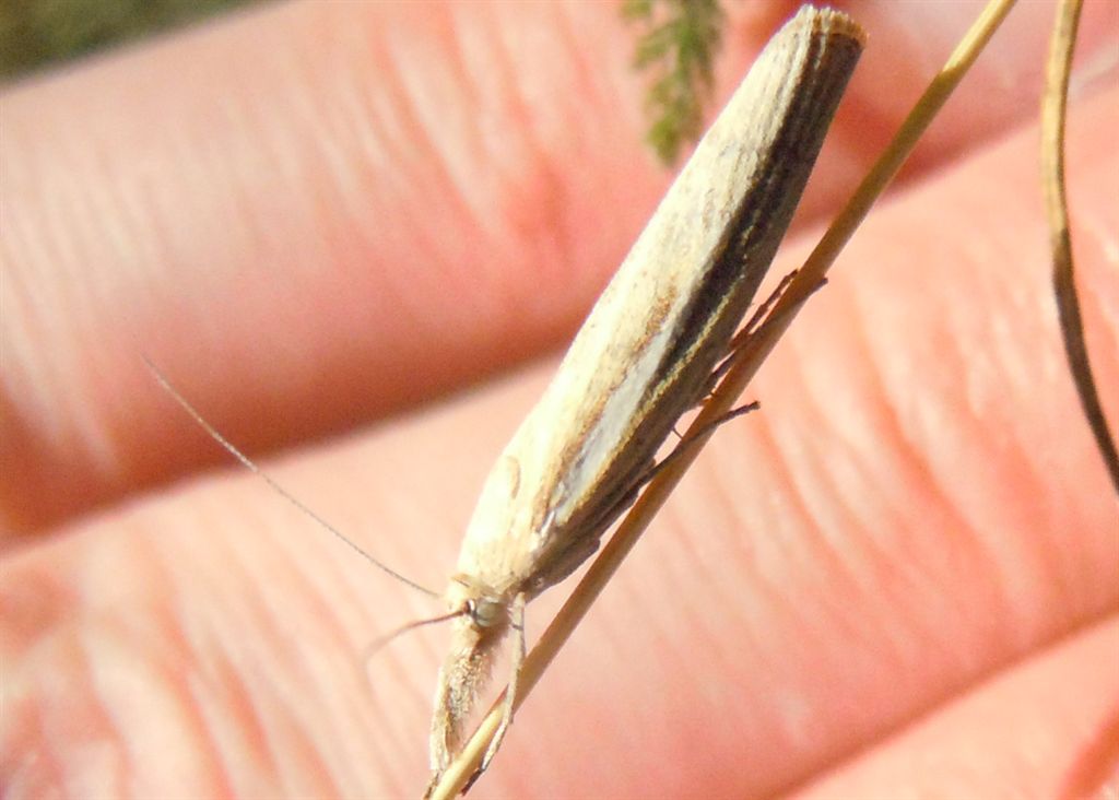 Agriphila?